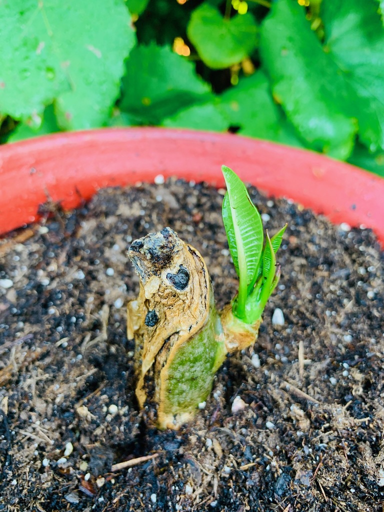 new growth | plumeria | green leaves
